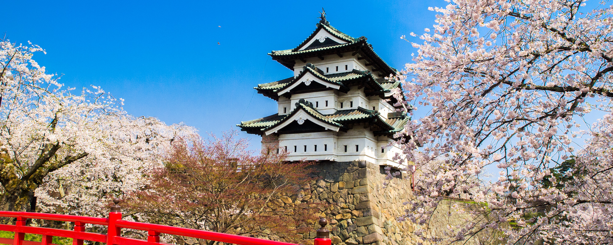 Cherry blossoms and hirosaki castle