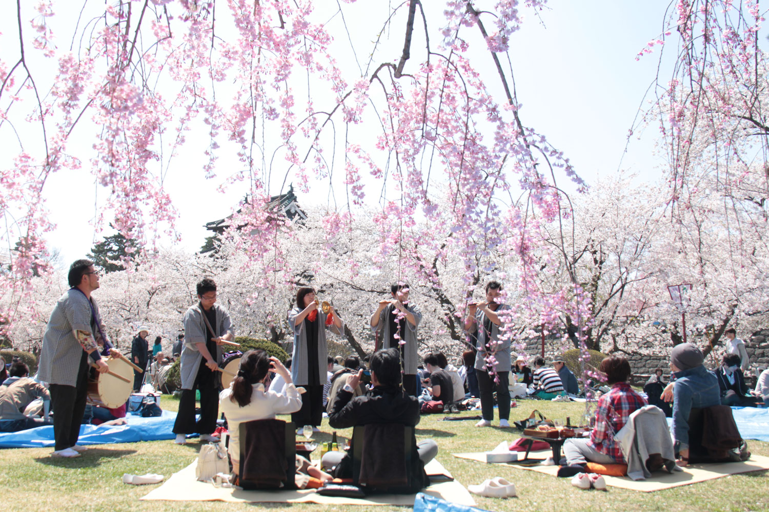Tebura de Kanokai – Cherry Blossom Viewing Picnic without Hassle