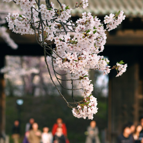 The cherry blossoms at Hirosaki Castle (Hirosaki Park)