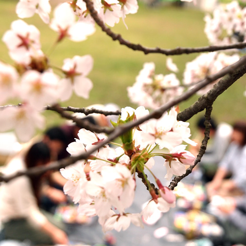 Cherry blossom viewing picnic