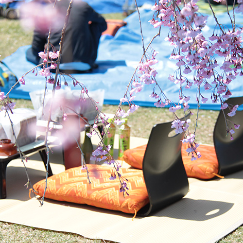 Cherry Blossom Viewing Picnic