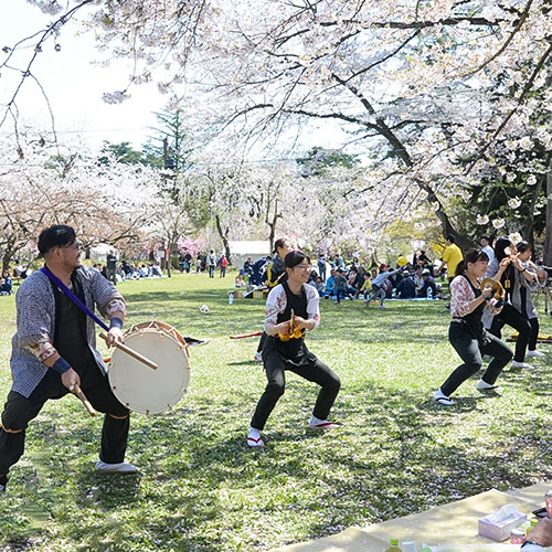 弘前城 弘前公園で行われた手ぶらで観桜会の様子