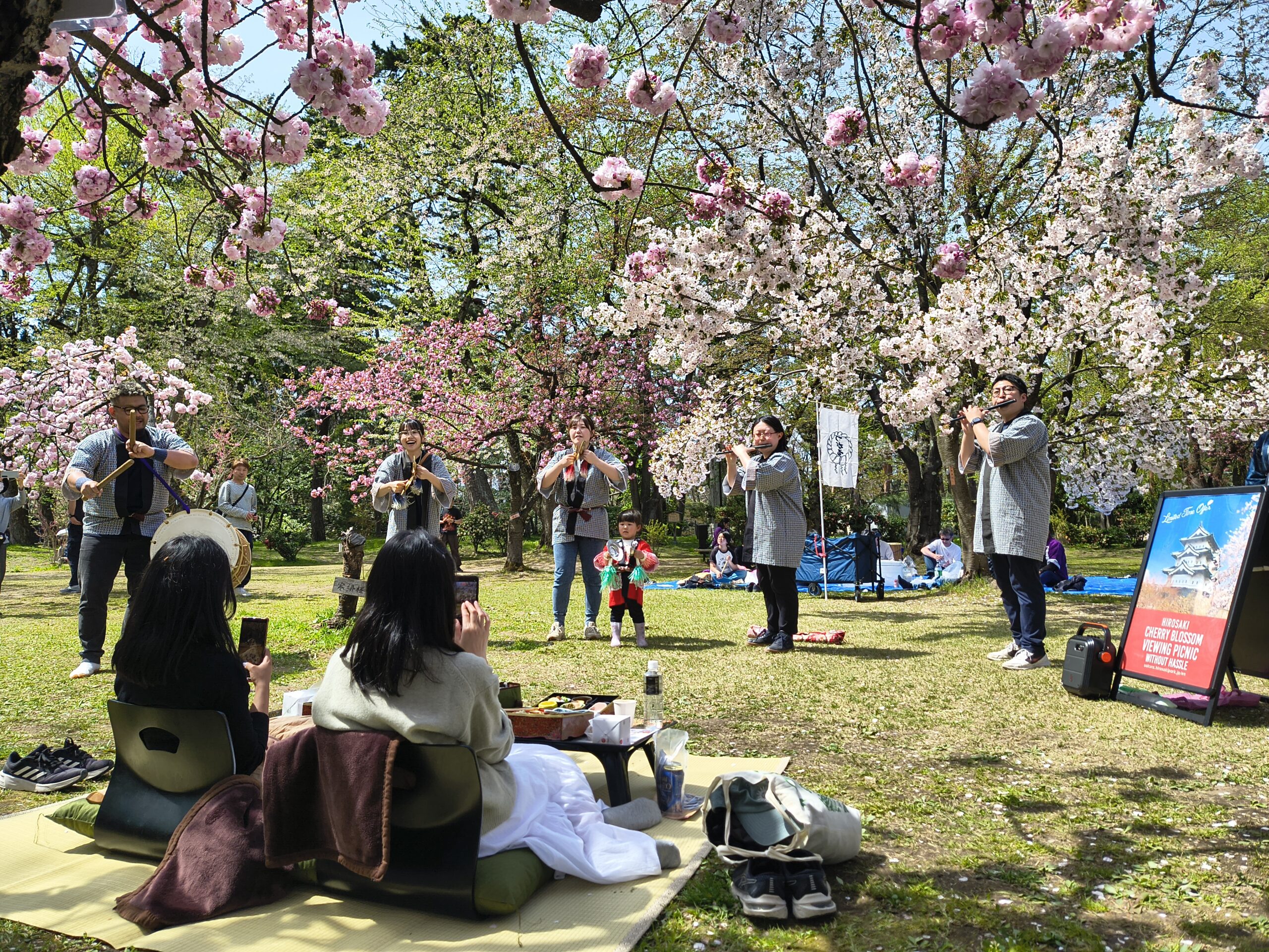 Late-blooming cherry blossoms in full bloom