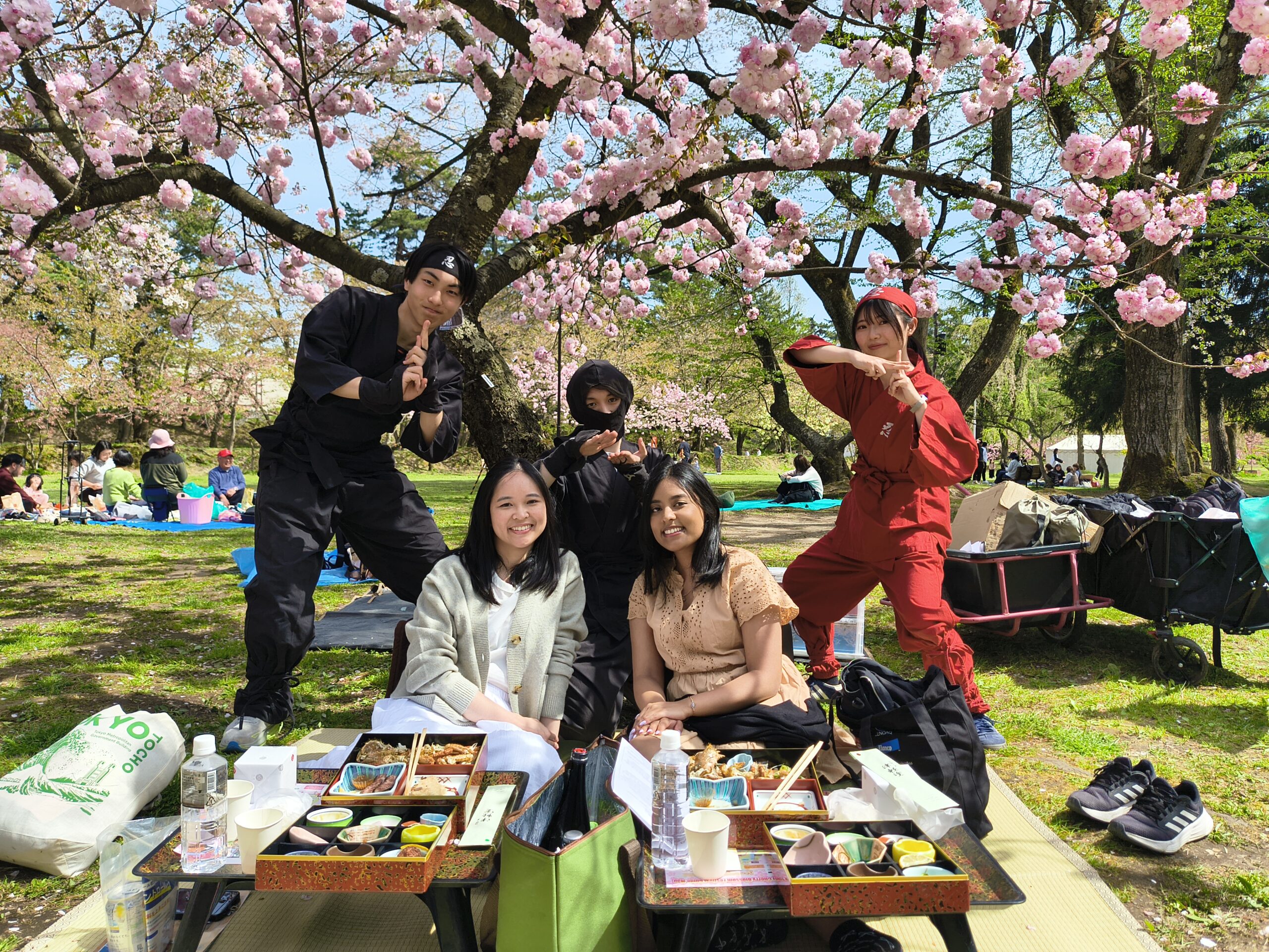 Azuma-Nishiki Cherry trees are full bloom